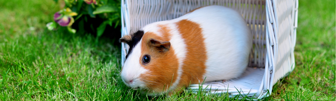 How YOU Can Help Buttercup Pet Products Be the Best It Can Be