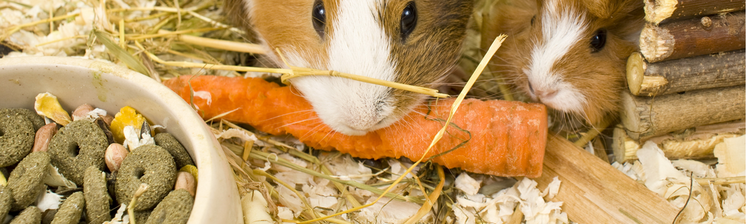 5 Simple Ways to Make Your Guinea Pig’s Cage More Enriching (Without Breaking the Bank)