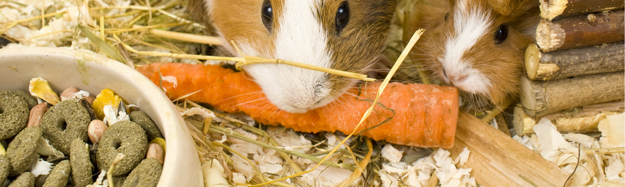 5 Simple Ways to Make Your Guinea Pig’s Cage More Enriching (Without Breaking the Bank)