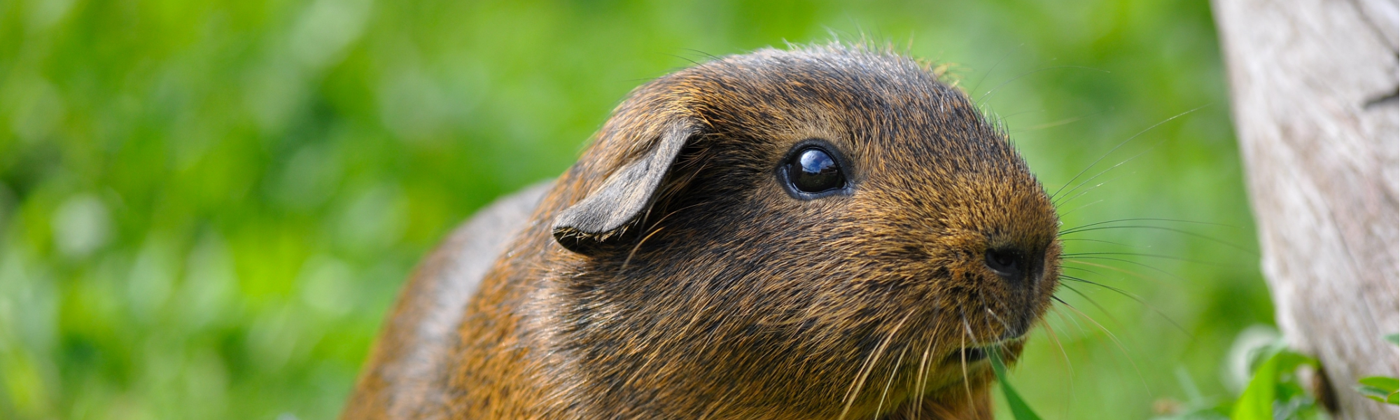 How to Keep Your Small Pets Chill in Warmer Weather