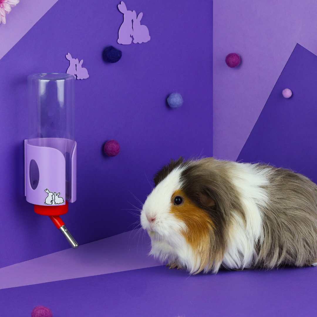 Guinea Pig with Water Bottle and Holder