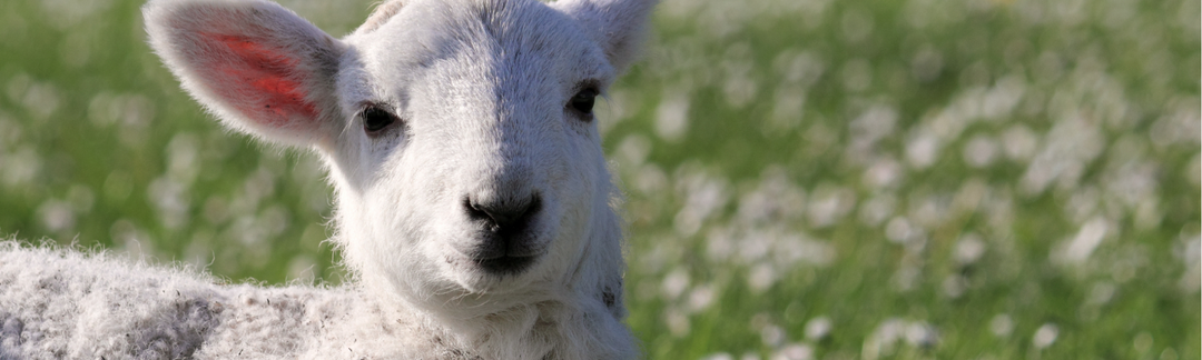 Spring Has Sprung! Keeping Your Small Pets Safe Outdoors This Season